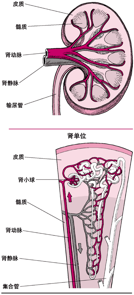 肾脏的血液供给