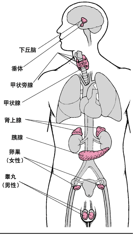 主要的内分泌腺