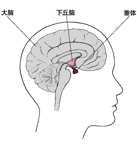 主宰腺