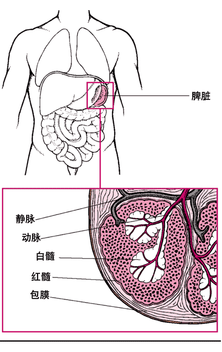 脾脏示意图