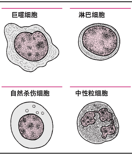 防御感染的白细胞