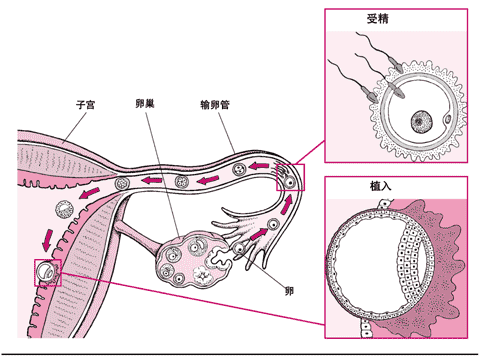 植入与胎盘发育