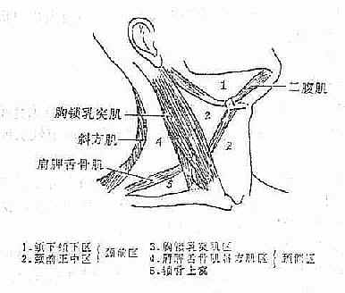 颈部解剖分区