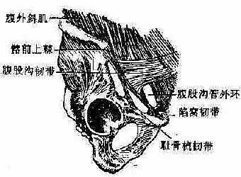 腹股沟区的韧带