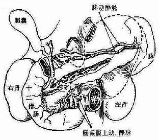 前面观，位于胰腺前面的器官（胃、横结肠及其系膜）已经移除