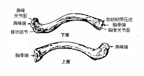 锁骨