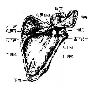 肩胛骨（后面）