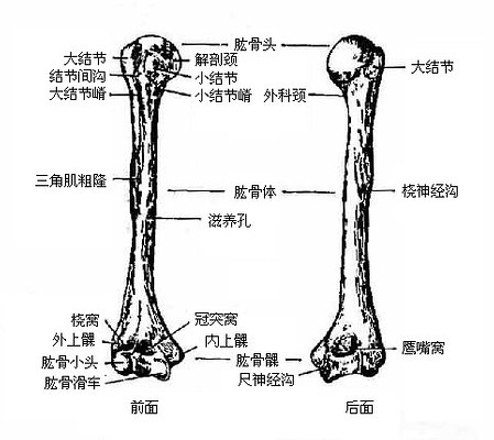 肱骨