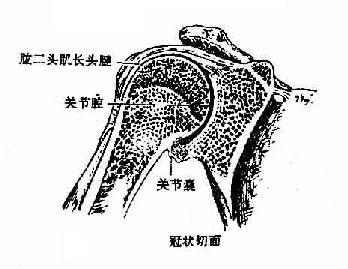 肩关节