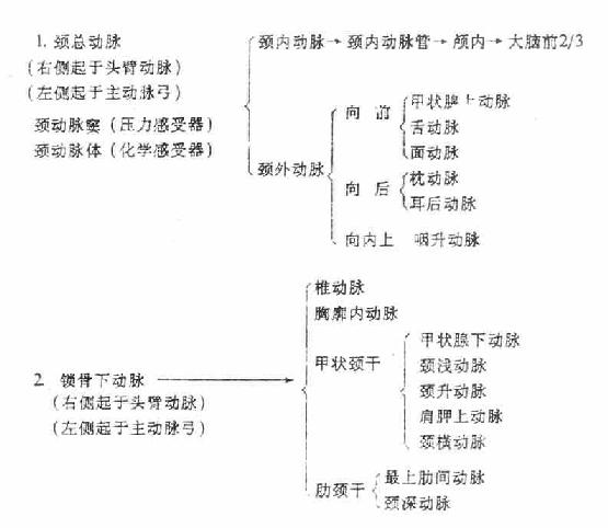 颈部的动脉