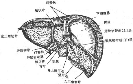 肝的后面