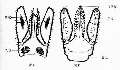 全沟硬蜱雌虫颚体