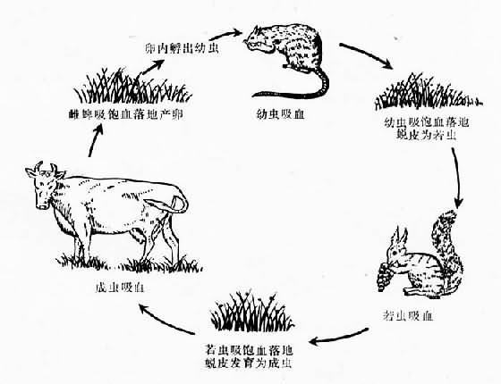 三宿主硬蜱（全沟硬蜱）发育类型