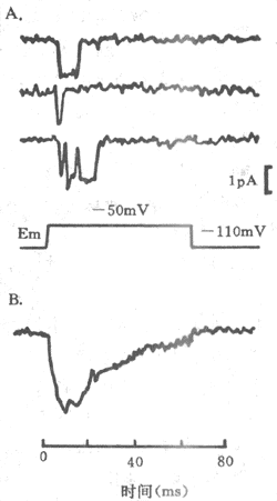 电压门控Na+通道的膜片钳记录A：