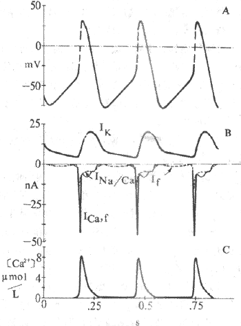 窦房结动作电位和起搏电位的离子机制