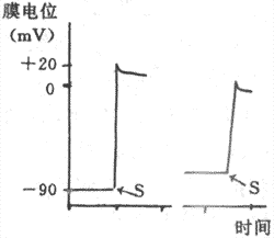 静息膜电位对动作电位升支速度和幅度的影响