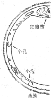 毛细血管壁亚显微结构示意图