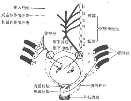 膀胱和尿道的神经支配