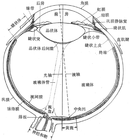 眼球的水平切面（右眼）