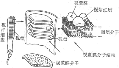 视杆细胞外段的超微结构示意图