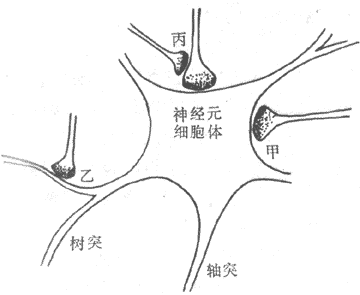 突触类型