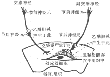 自主神经系统神经末梢的化学传递