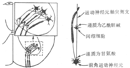 脊髓前角运动神经元与闰绍细胞的反馈联系