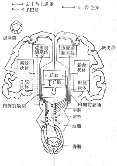 单胺类递质的通径