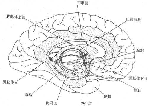 大脑内侧面示边缘系统各部位