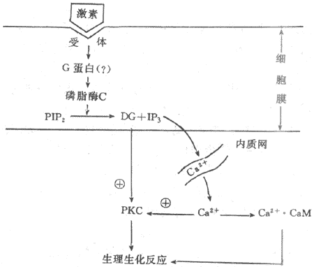 磷脂酰肌醇信息传递系统示意图