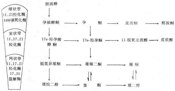 肾上腺皮质激素合成的主要步骤