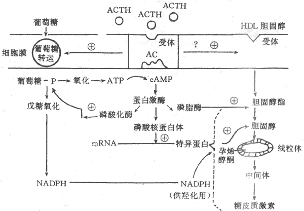 ACTH作用机制示意图