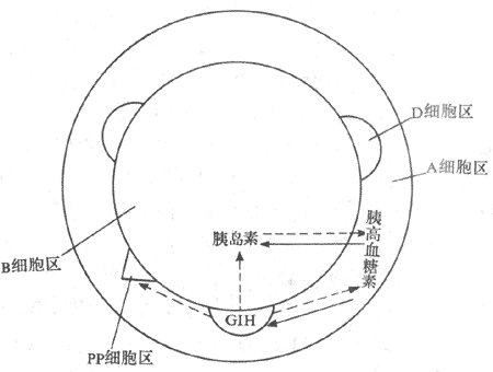 胰岛细胞的分布及其分泌激素之间的相互影响