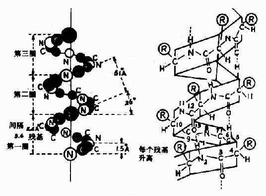 蛋白质分子的α－螺旋