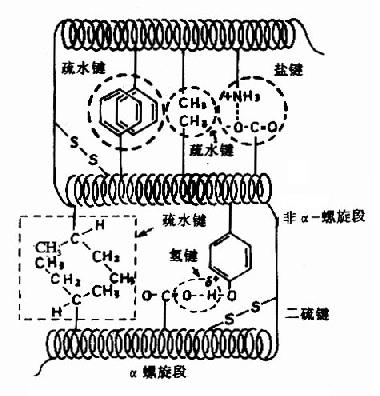 蛋白质三级结构中某些次级键