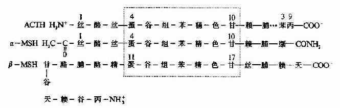 ACTH、α-MSH和β-MSH一级结构比较