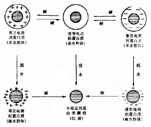 蛋白质胶体颗粒的沉淀