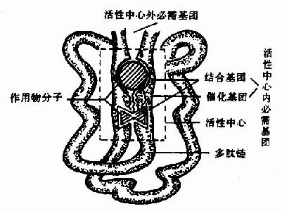 酶活性中心示意图