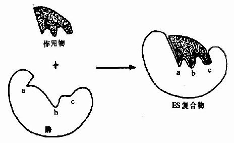 底物与酶相互作用的“诱导契合”模式图