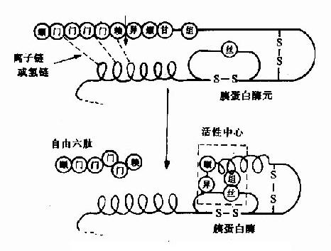 胰蛋白酶原激活示意图