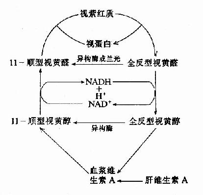 视紫红质的合成、分解与视黄醛的关系