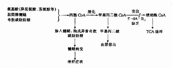 维生素B12缺乏对丙酰CoA-代谢的影响