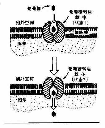 葡萄糖通过转运载体转入细胞示意图