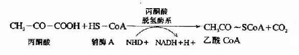 丙酮酸的氧化脱羧