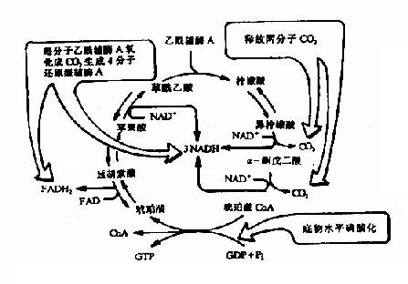 三羧酸循环中还原型辅酶和CO2的生成