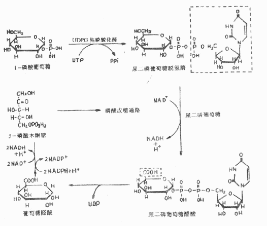 糖醛酸代谢