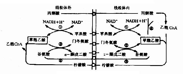 草酸乙酸逸出线粒体方式