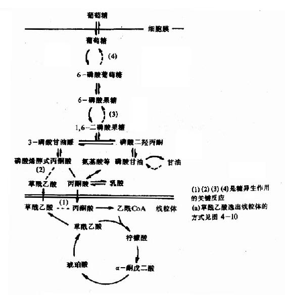 肝与肾皮质中糖氧化与糖异生的通路