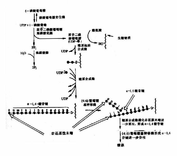 糖原合成