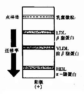 血浆脂蛋白的电泳行为